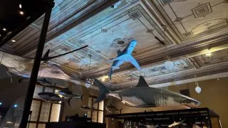 Národní muzeum Praha