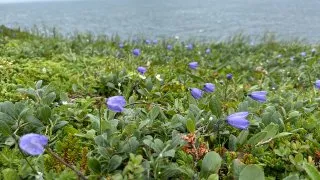 Fotr na tripu 10, Newfoundland