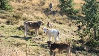 Dacia Bigster, trip Itálie, Bruncu Spina