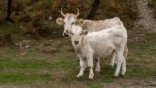 Dacia Bigster, trip Itálie, Bruncu Spina