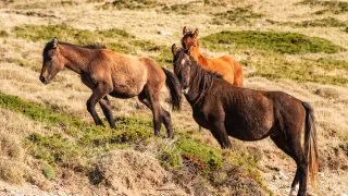 Dacia Bigster, trip Itálie, Bruncu Spina