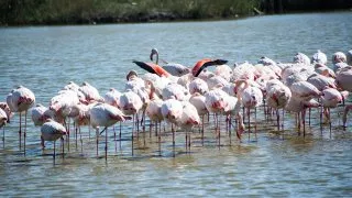 Ford trip, Camargue