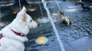 Fotr na tripu 10, psí fontána