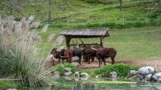 Ford trip, Parco Natura Viva