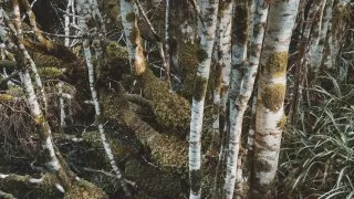 Skotsko roadtrip 2025