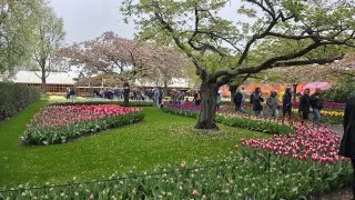 Keukenhof