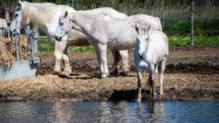 Ford trip, Camargue