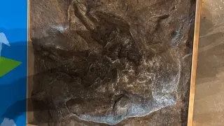 Fotr na tripu 10, dinosauři