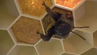 Vyplatí se vyrazit pro med až na Rhodos? Fotr to udělal za vás a zná odpověď