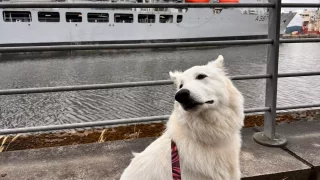 Jak se cestuje se psem na trajektu? Kompletní průvodce pro pejskaře