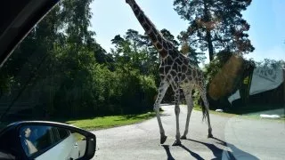 Safari Serengeti Park