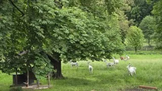 Žleby jeleni