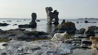 Fotr na tripu 9, Fårö