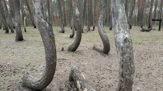 Křivý les a Hoia Baciu